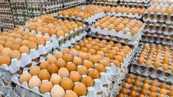 Egg Business